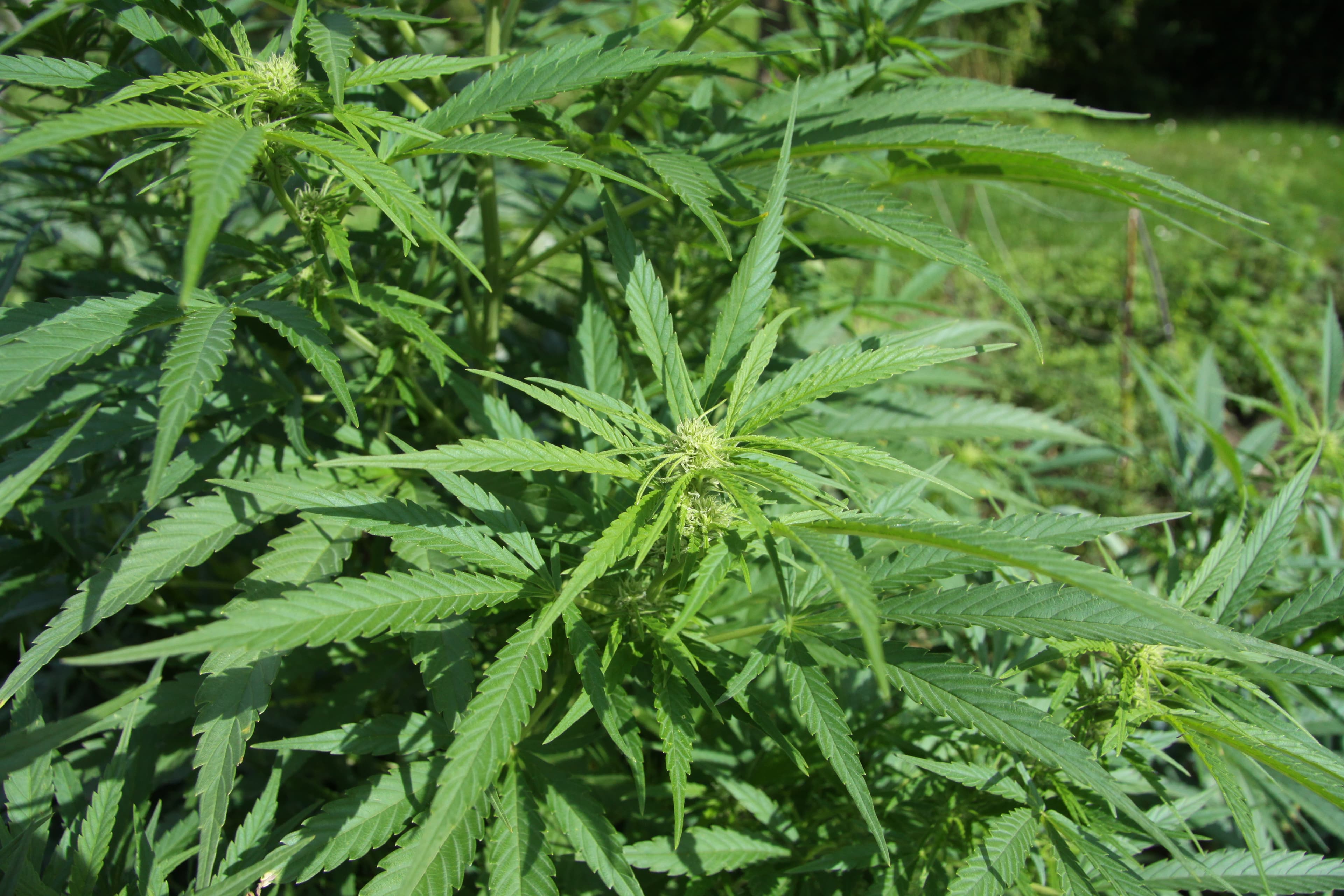 Cannabis sativa plant with serrated leaves